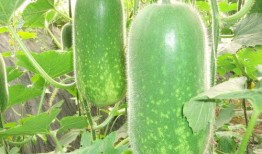 吃瓜事件网红高清图片,揭秘网红高清吃瓜瞬间